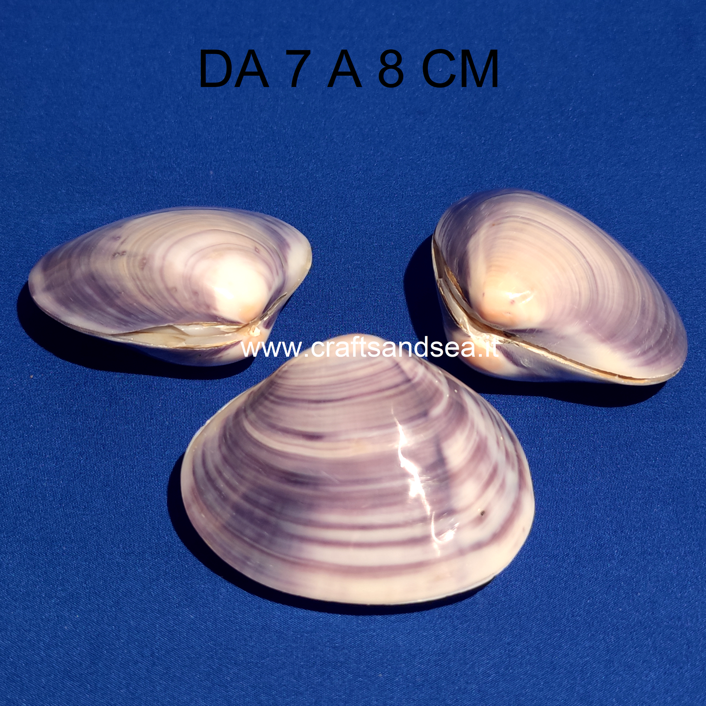 CONCHIGLIA VERA NATURALE BATISSA VIOLACEA 7-8 CM
