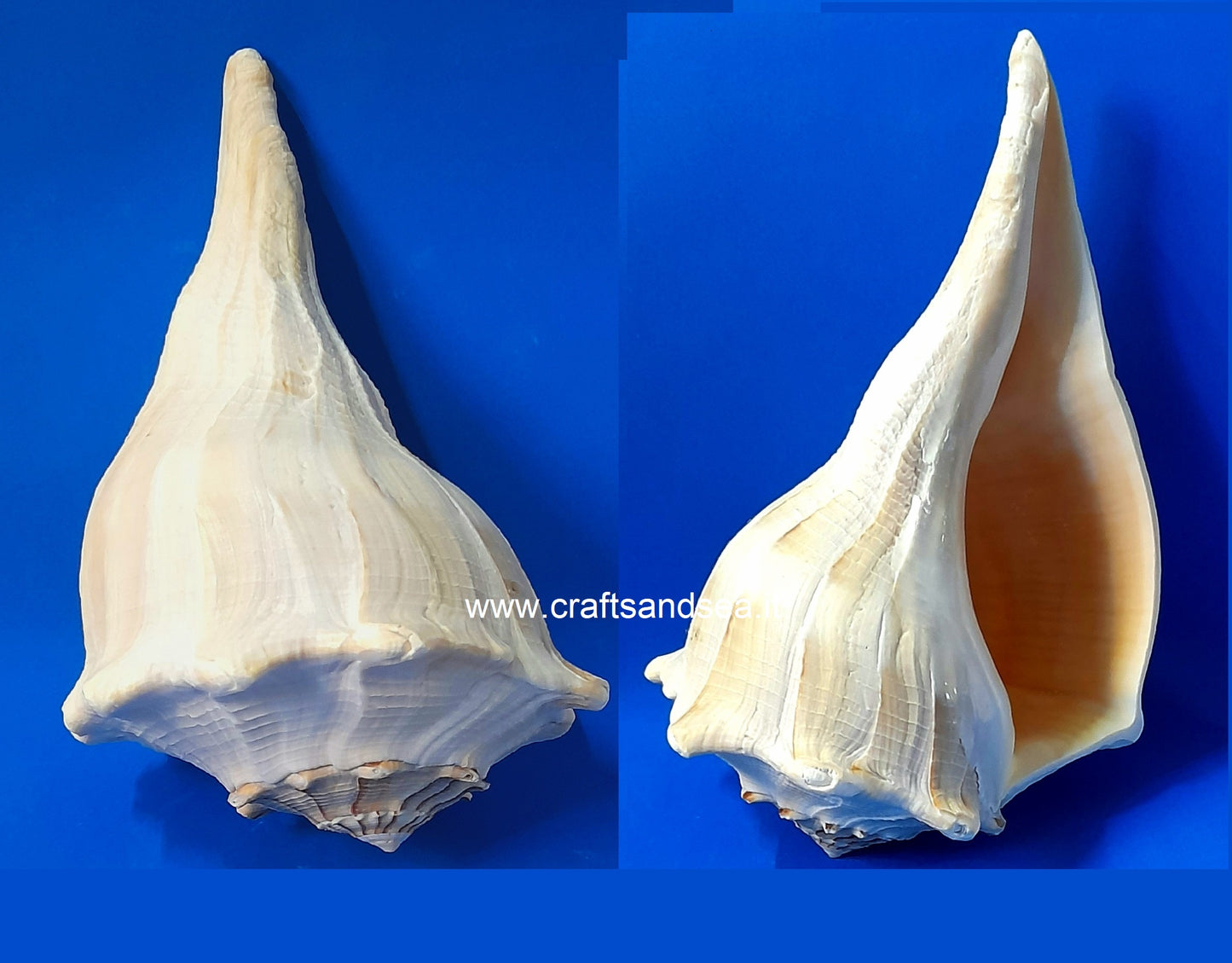 CONCHIGLIA VERA NATURALE BUSYCON CONTRARIUM 20-23CM