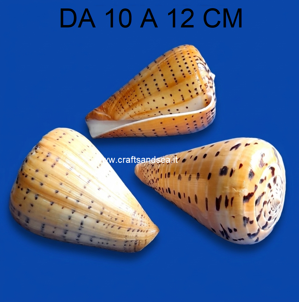 CONCHIGLIA VERA NATURALE CONUS BETULINUS 10-12 CM