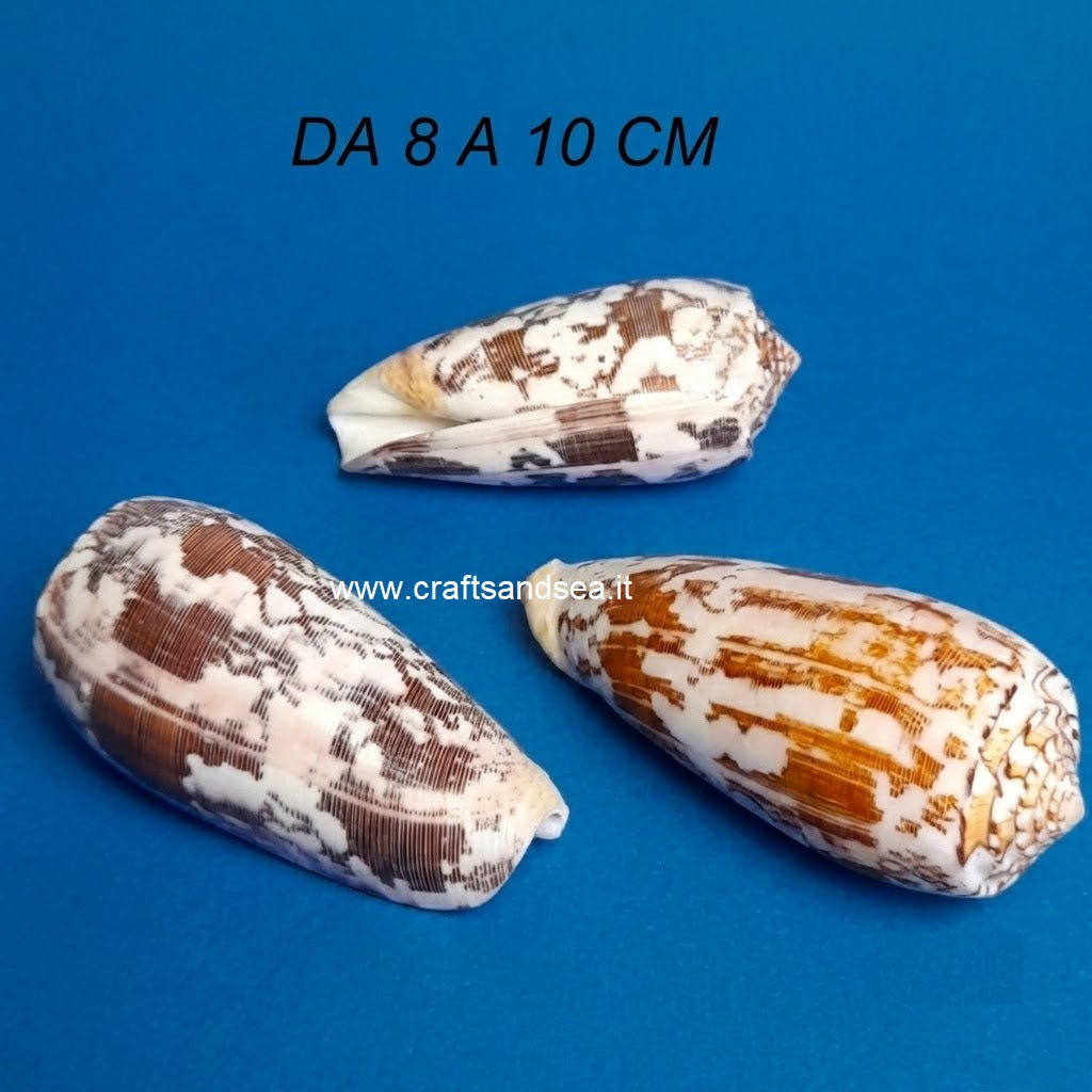 CONCHIGLI VERA NATURALE CONUS STRIATUS 8-10 CM