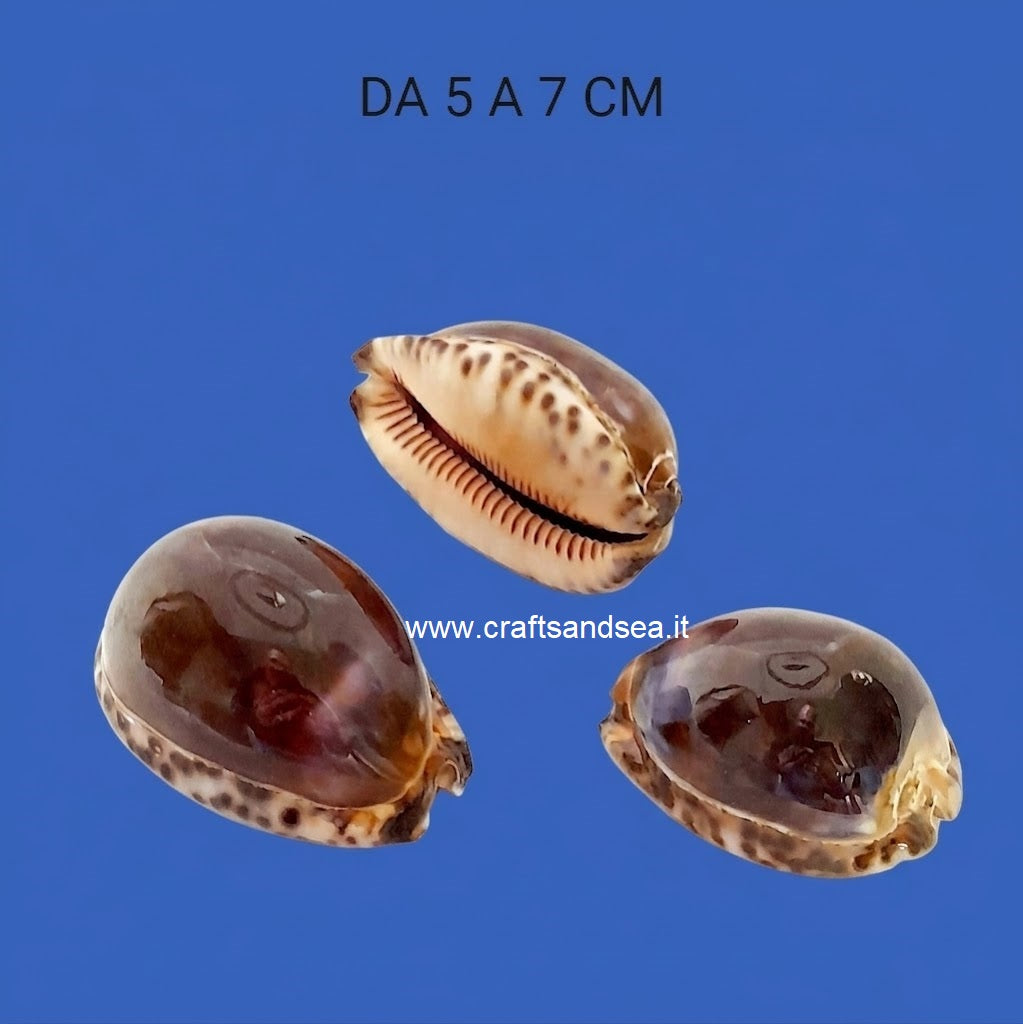 CONCHIGLIA VERA MADREPERLATA CYPRAEA LEVIGATA 5-7 CM
