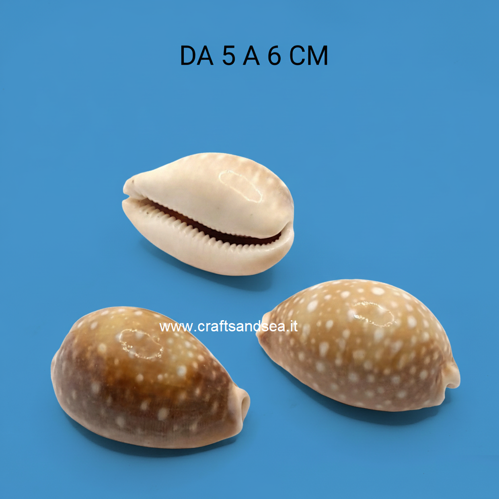 CONCHLIA VERA NATURALE CYPRAEA LYNCINA VITELLUS 5-6 CM