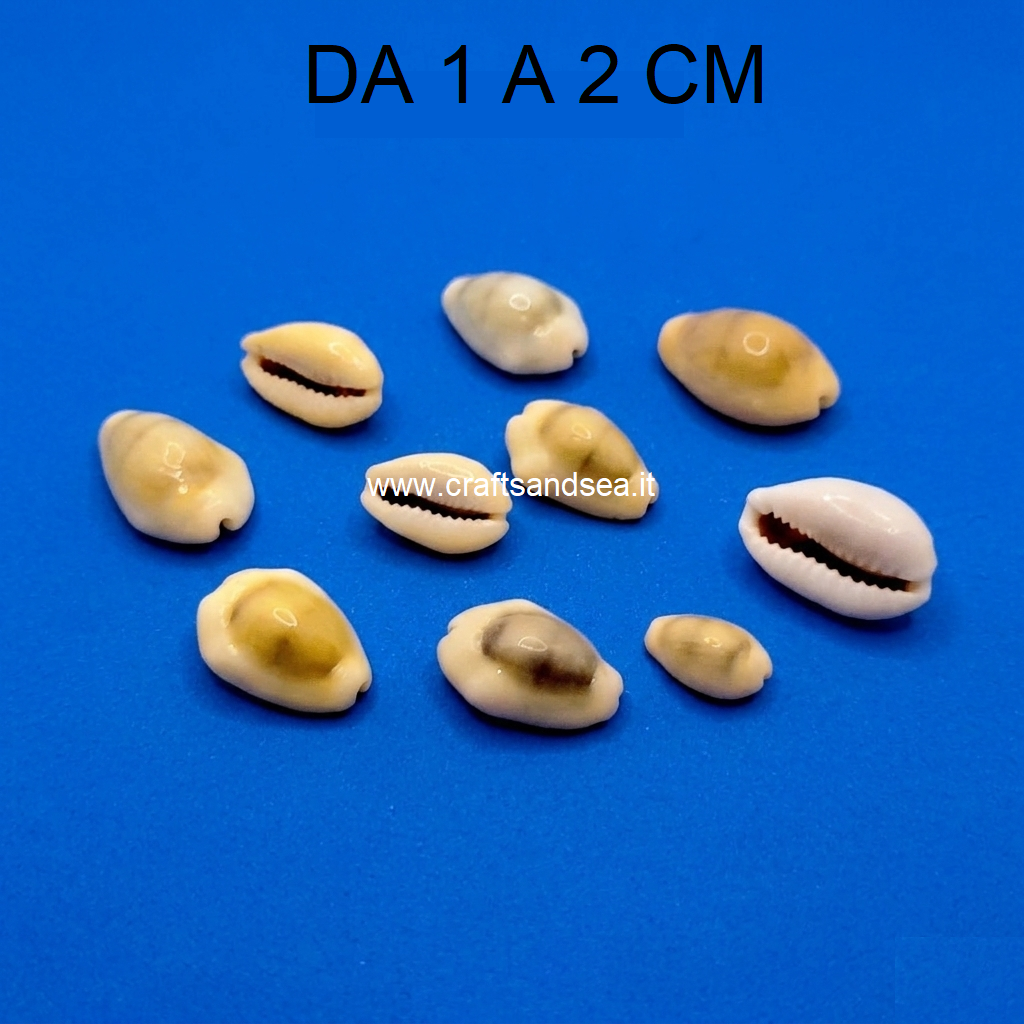 CONCHIGLIA VERA NATURALE CYPRAEA MONETARIA ANNULUS 1-2 CM