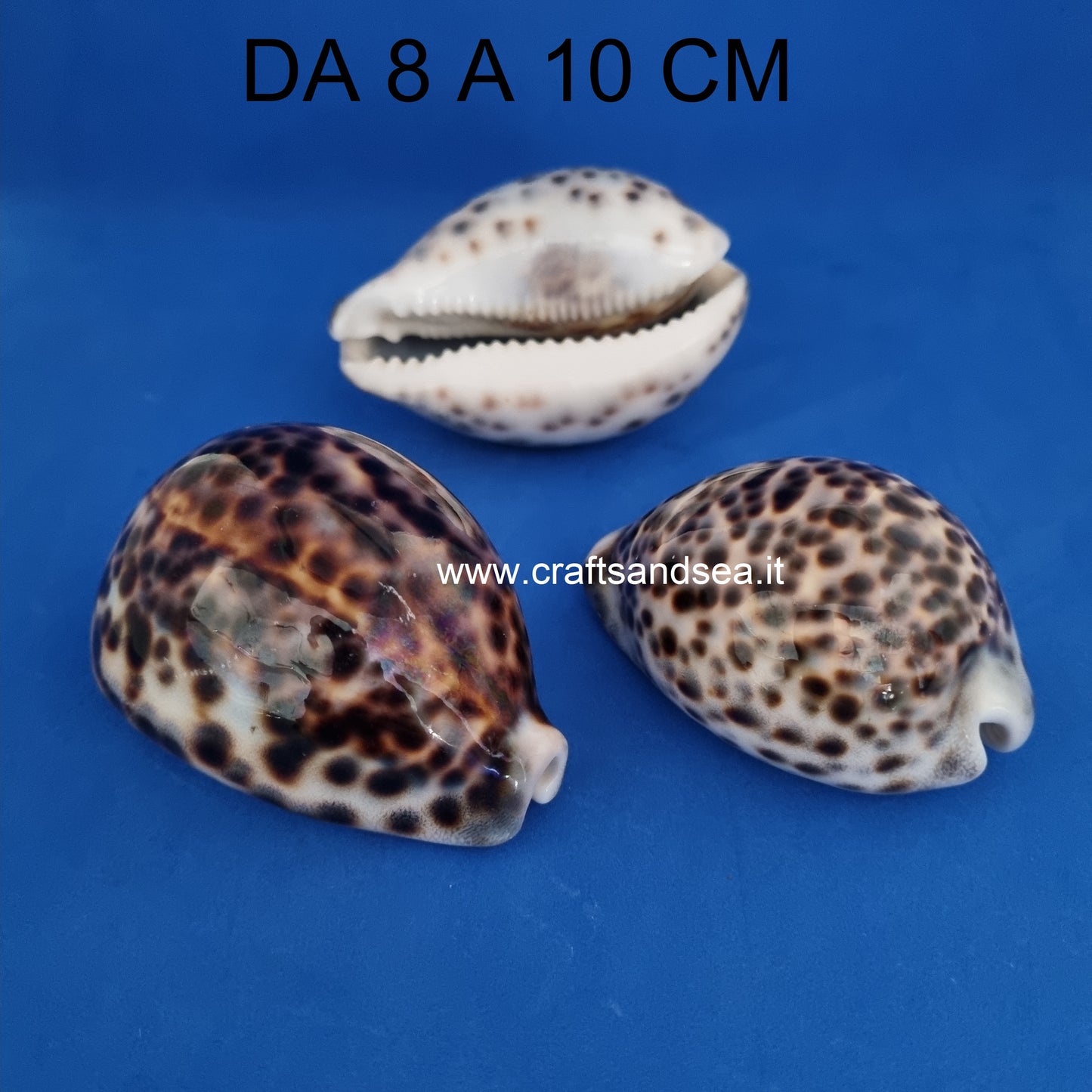 CONCHIGLIA VERA NATURALE CYPRAEA TIGRIS 8-10 CM