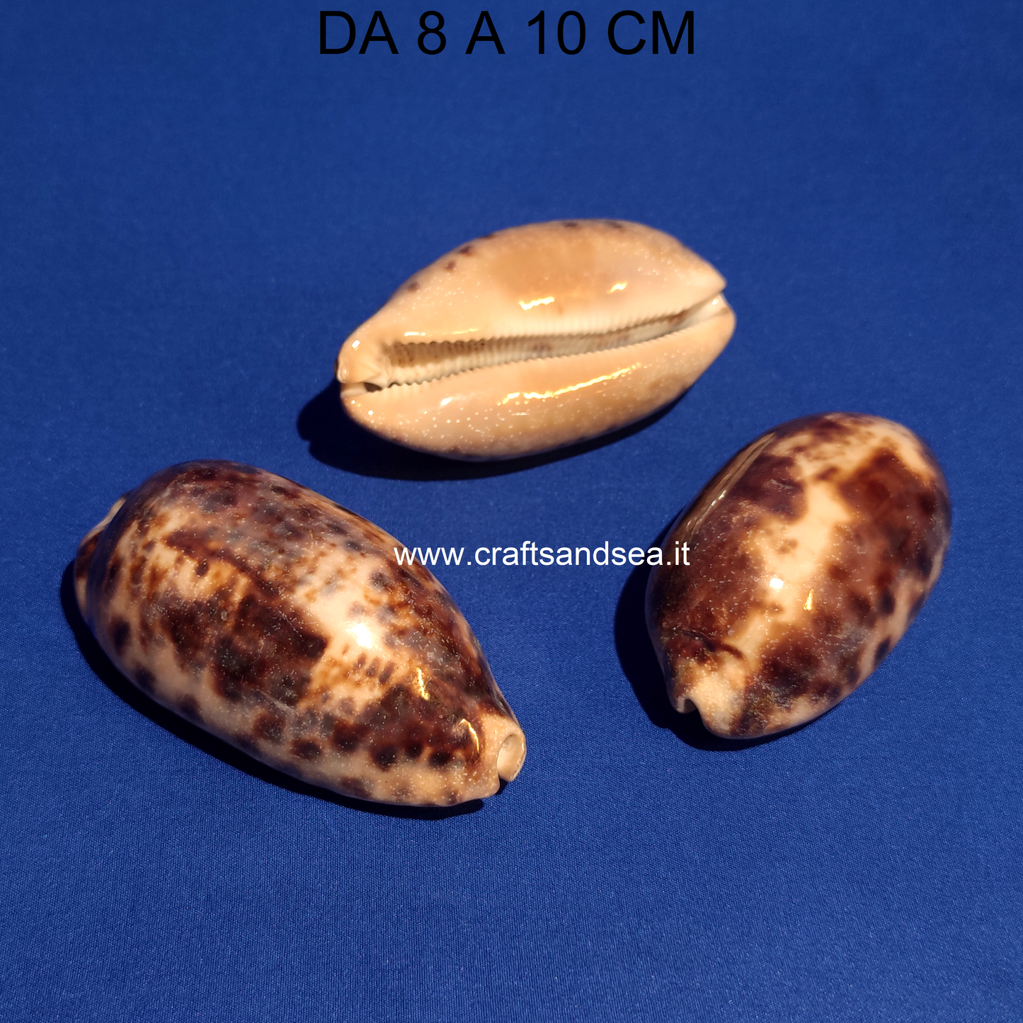 CONCHIGLIA VERA NATURALE CYPRAEA MAURITIANA 8-10 CM