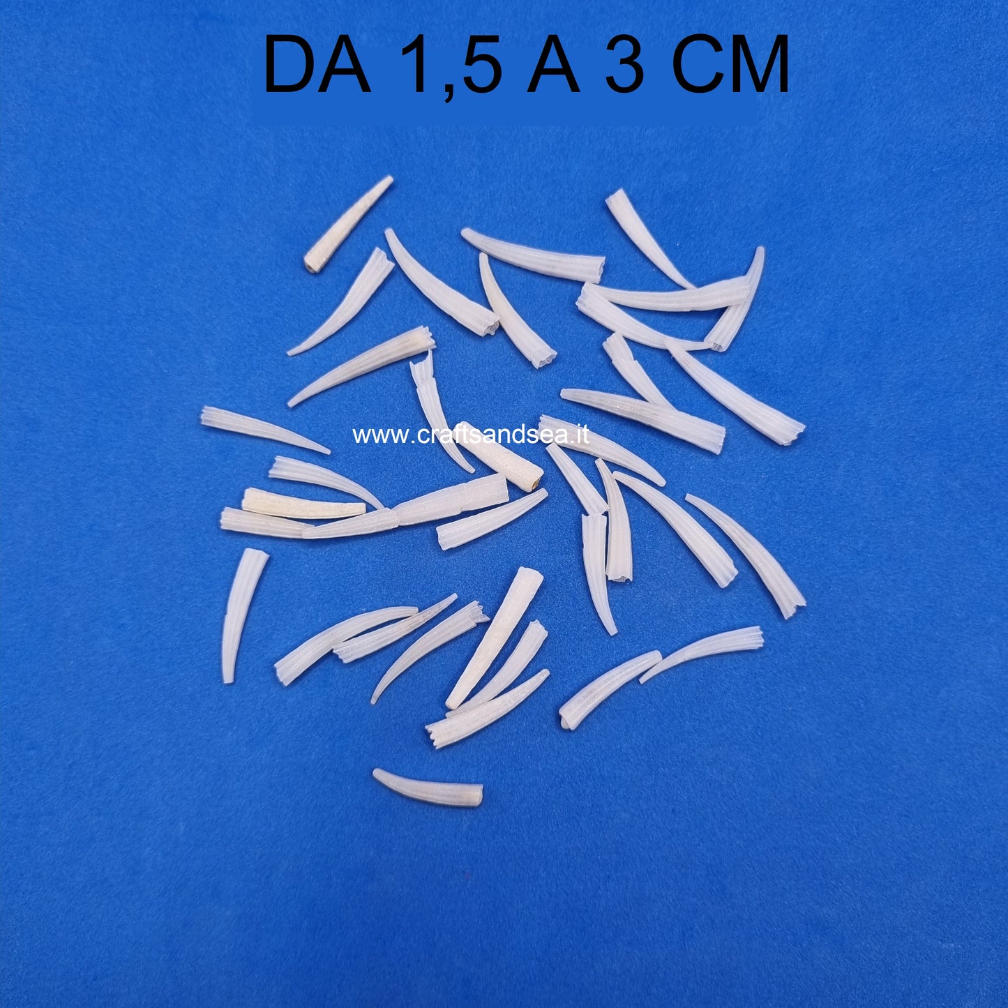 CONCHIGLIA VERA NATURALE DENTALIUM ANTALIS VULGARIS 1,5-3 CM (sacchetti da 12 pz)