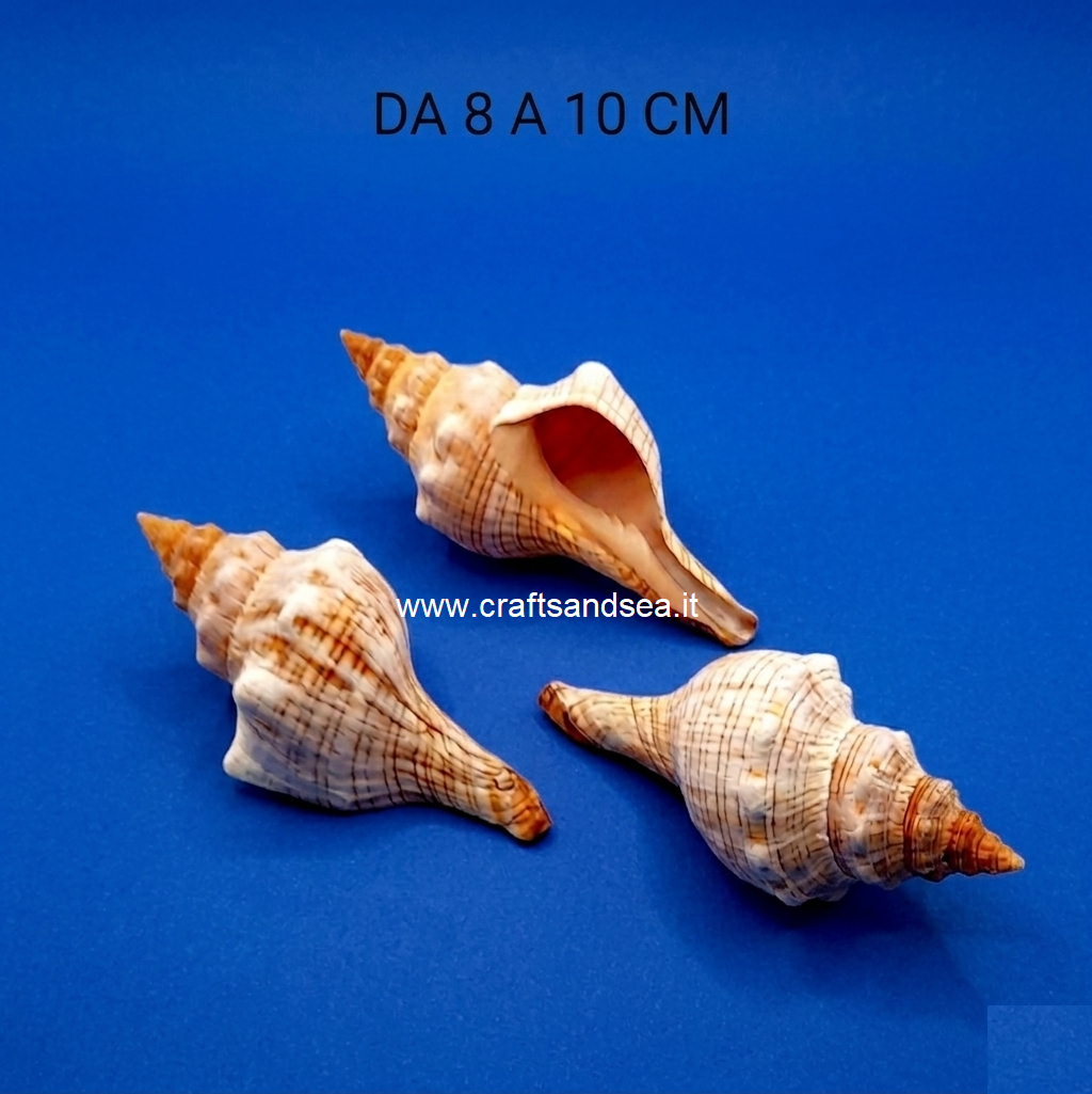 CONCHIGLIA VERA NATURALE FASCIOLARA PLEUROPLOCA TRAPEZIUM 8-10 CM