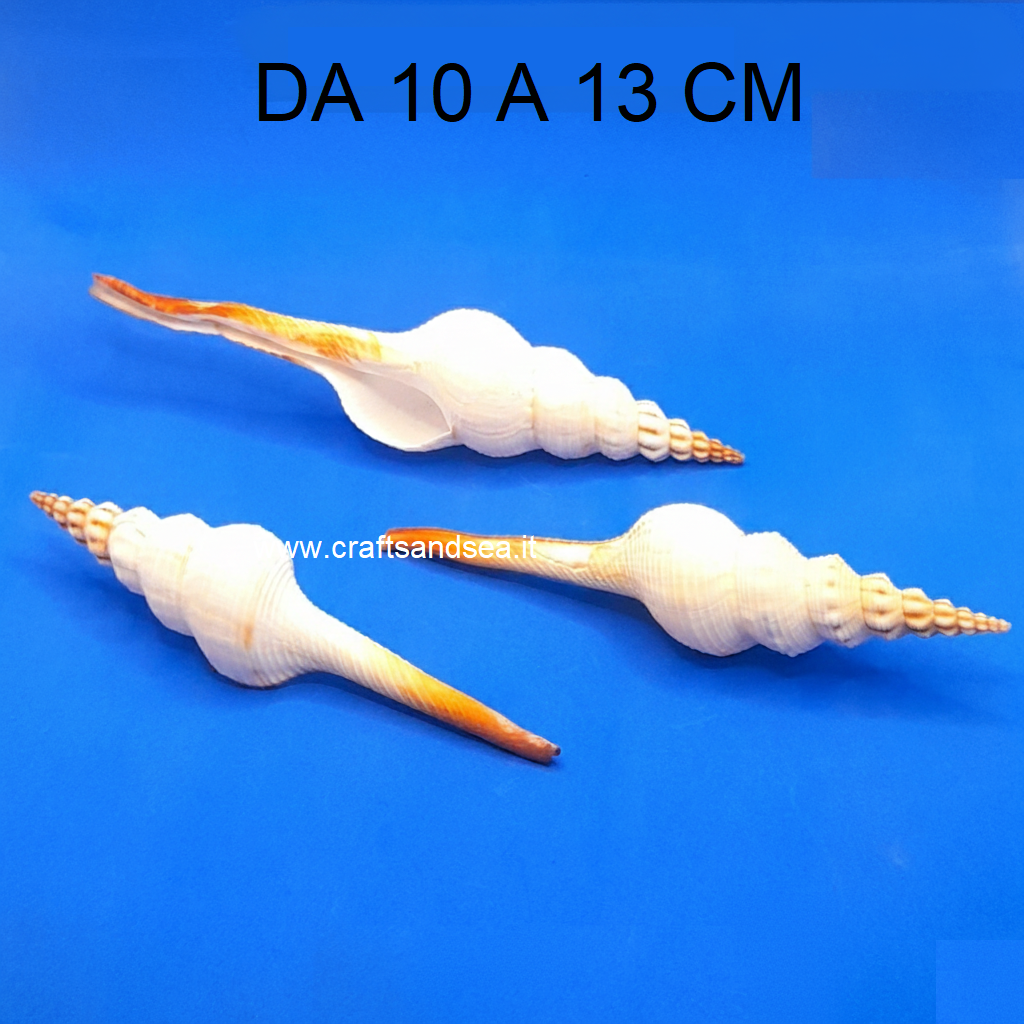 CONCHIGLIA VERA NATURALE FUSINUS COLUS 10-13 CM