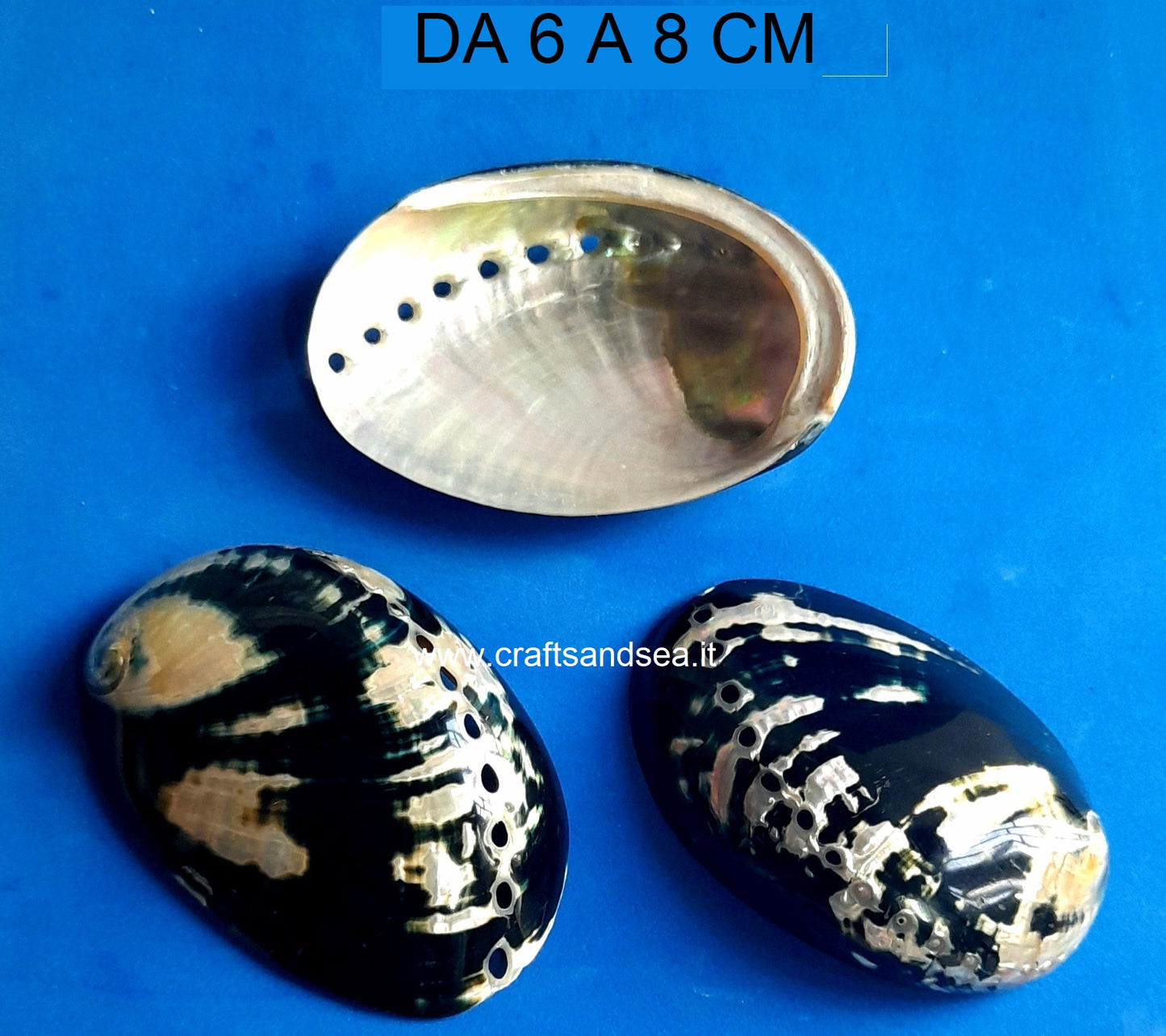 CONCHGLIA VERA MADEPERLATA HALIOTIS CRACHERODII 6-8 CM