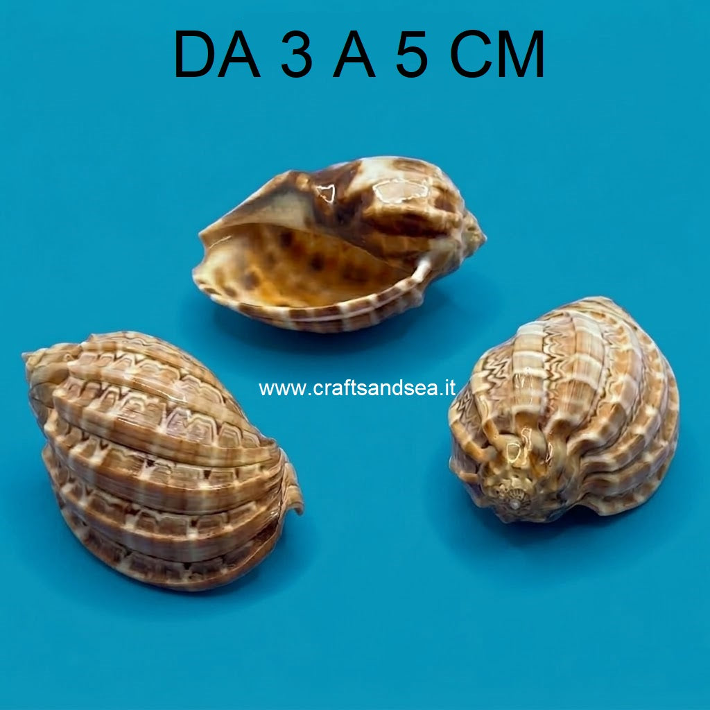 CONCHIGLIA VERA NATURALE HARPA MAJOR 3-5 CM