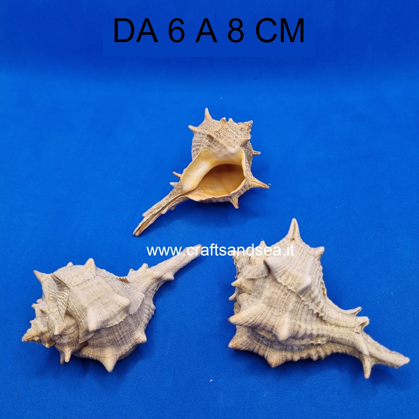 CONCHIGLIA VERA NATURALE MUREX BOMLINUS BRANDARIS 6-8 CM