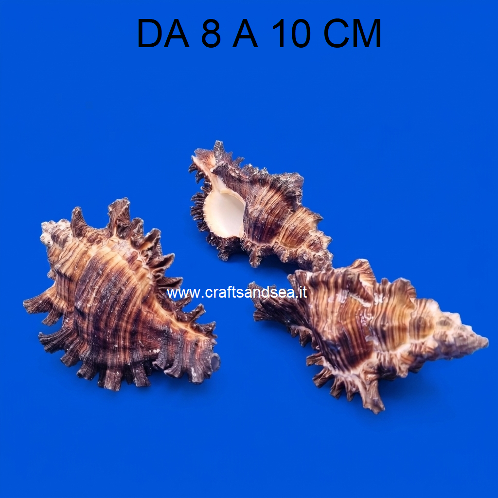 CONCHIGLIA VERA NATURALE MUREX CHICOREUS TORREFACTUS 8-10 CM