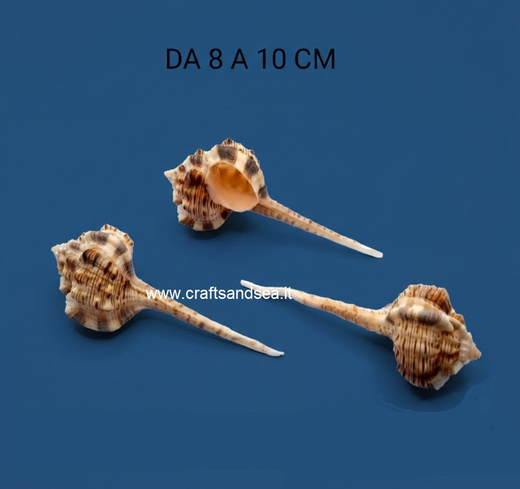 CONCHIGLIA VERA NATURALE MUREX HAUSTELLUM 8-10 CM