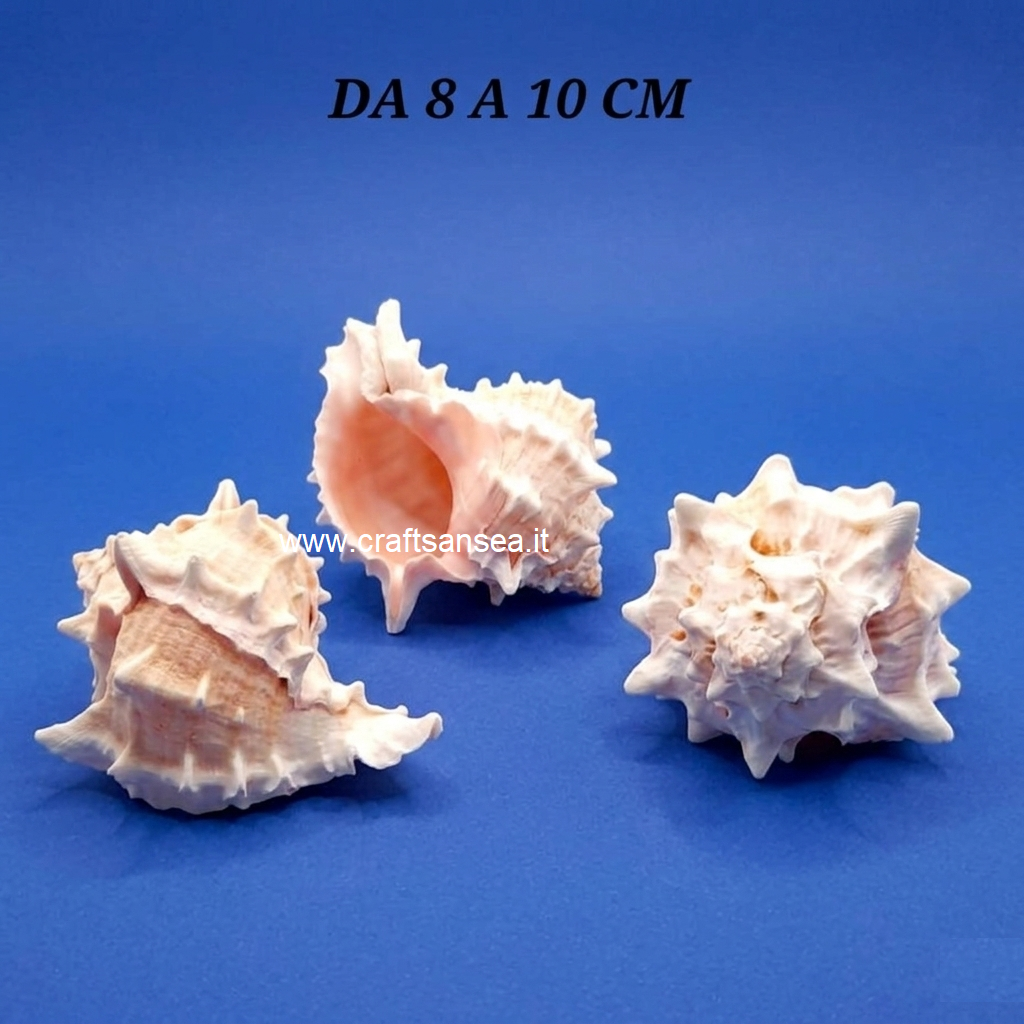 CONCHIGLIA VERA NATURALE MUREX HAXEPLEX ERYTHROSTOMU 8-10 CM