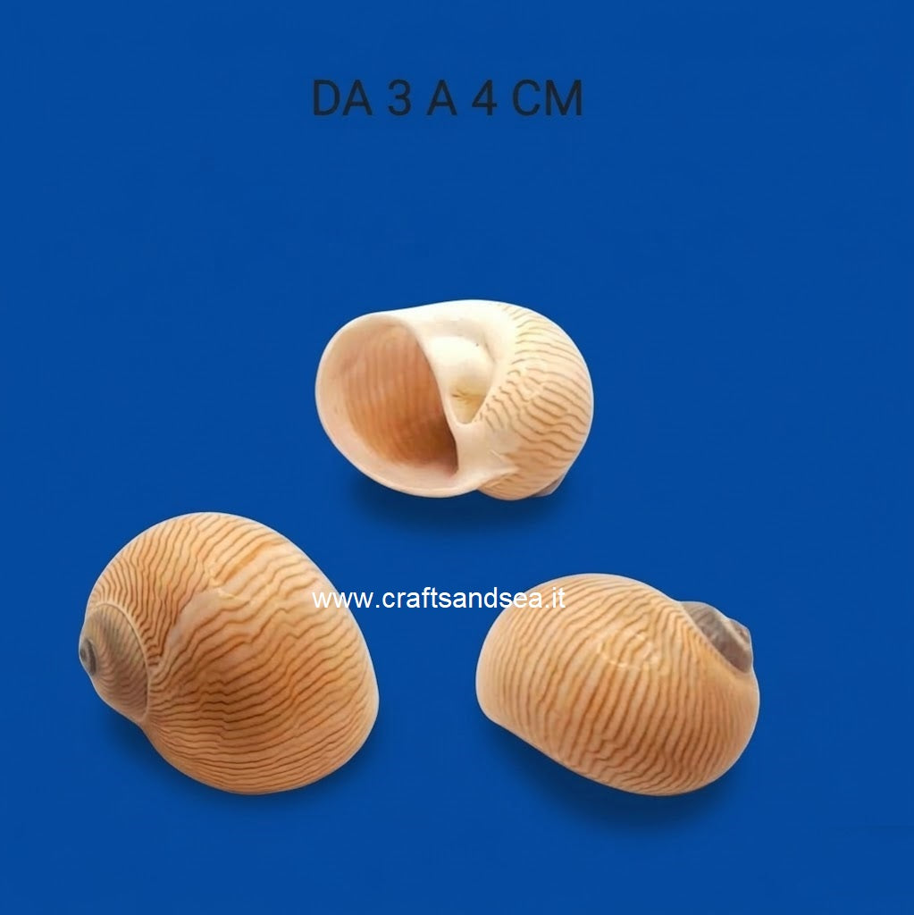 CONCHIGLIA VERA NATURALE NATICA TANEA LINEATA 3-4 CM
