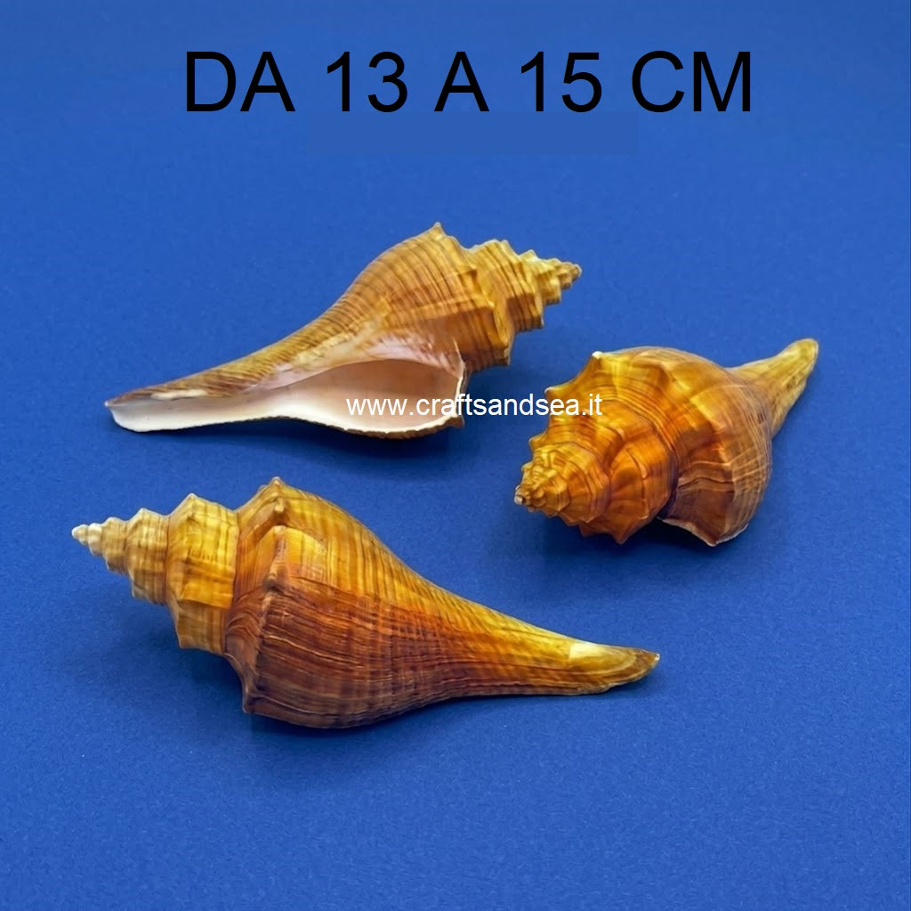 CONCHIGLIA VERA NATURALE PUGILINA LENIFUSUS ELONGATUS 13-15 CM