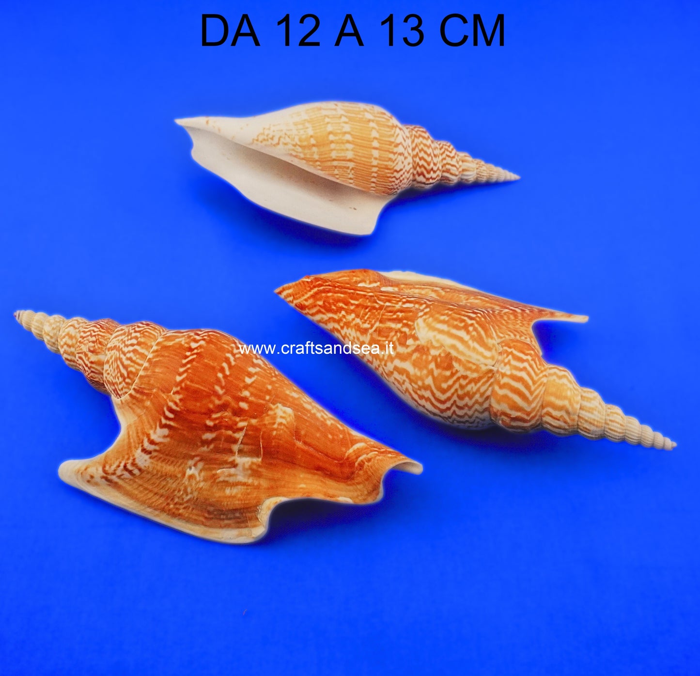 CONCHIGLIA VERA NATURALE STROMBUS LISTERI 12-13 CM