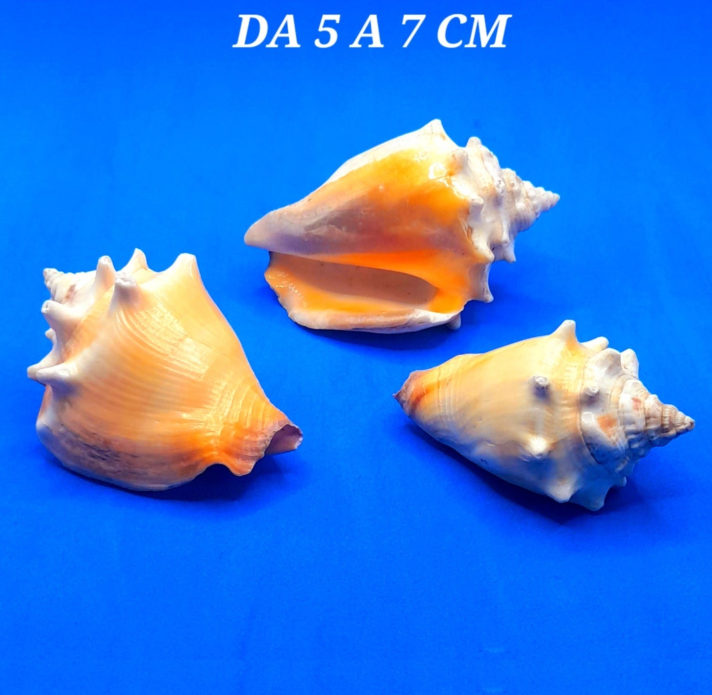 CONCHIGLIA VERA NATUALE STROMBUS PUGILIS 5-7 CM