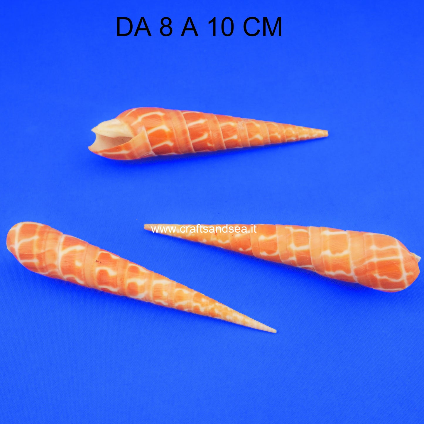 CONCHIGLIA VERA NATURALE TEREBRIA DIMDIATA 8-10 CM