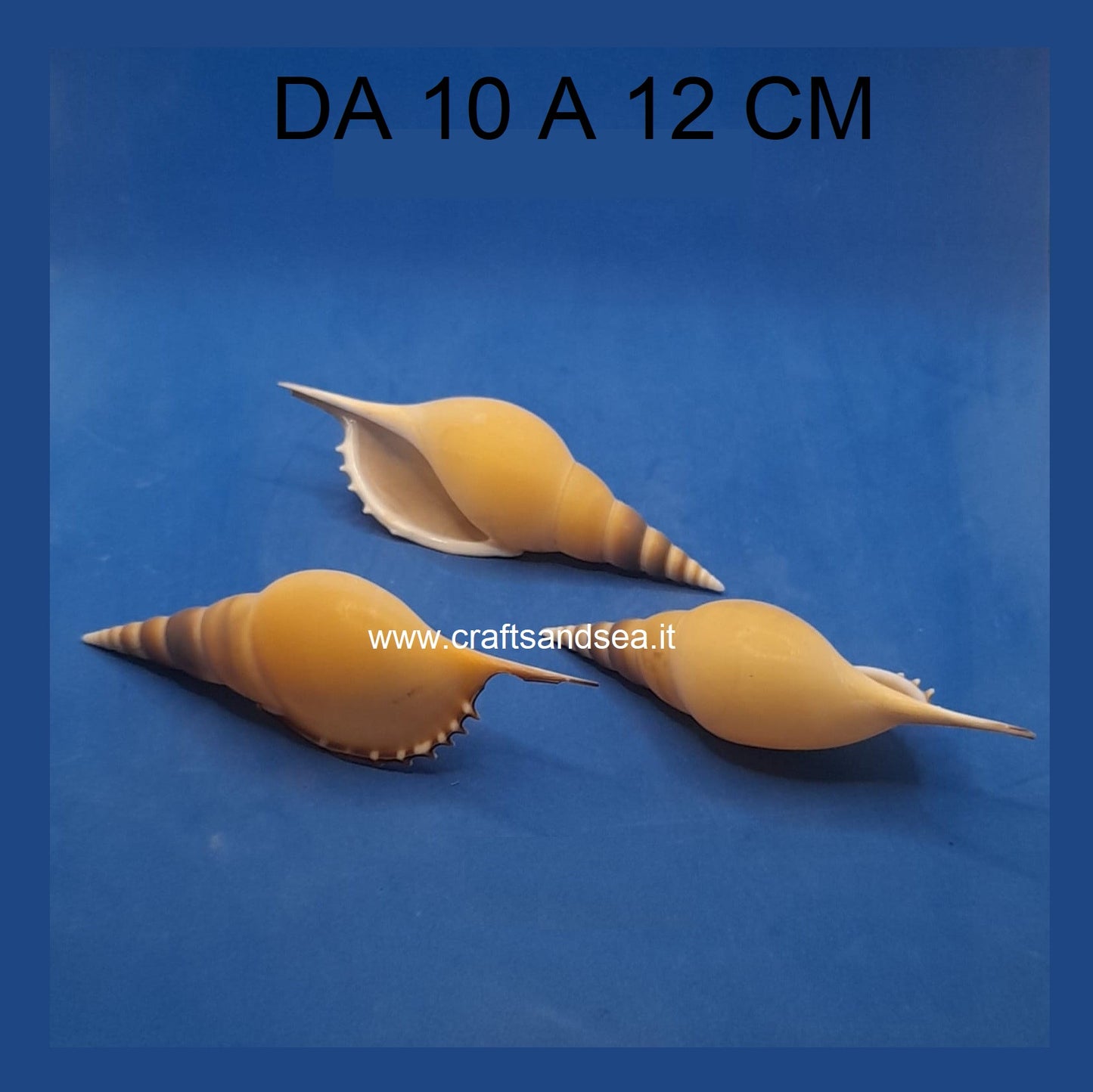 CONCHIGLIA VERA NATURALE TIBIA COSTELLARIELLA 10-12 CM