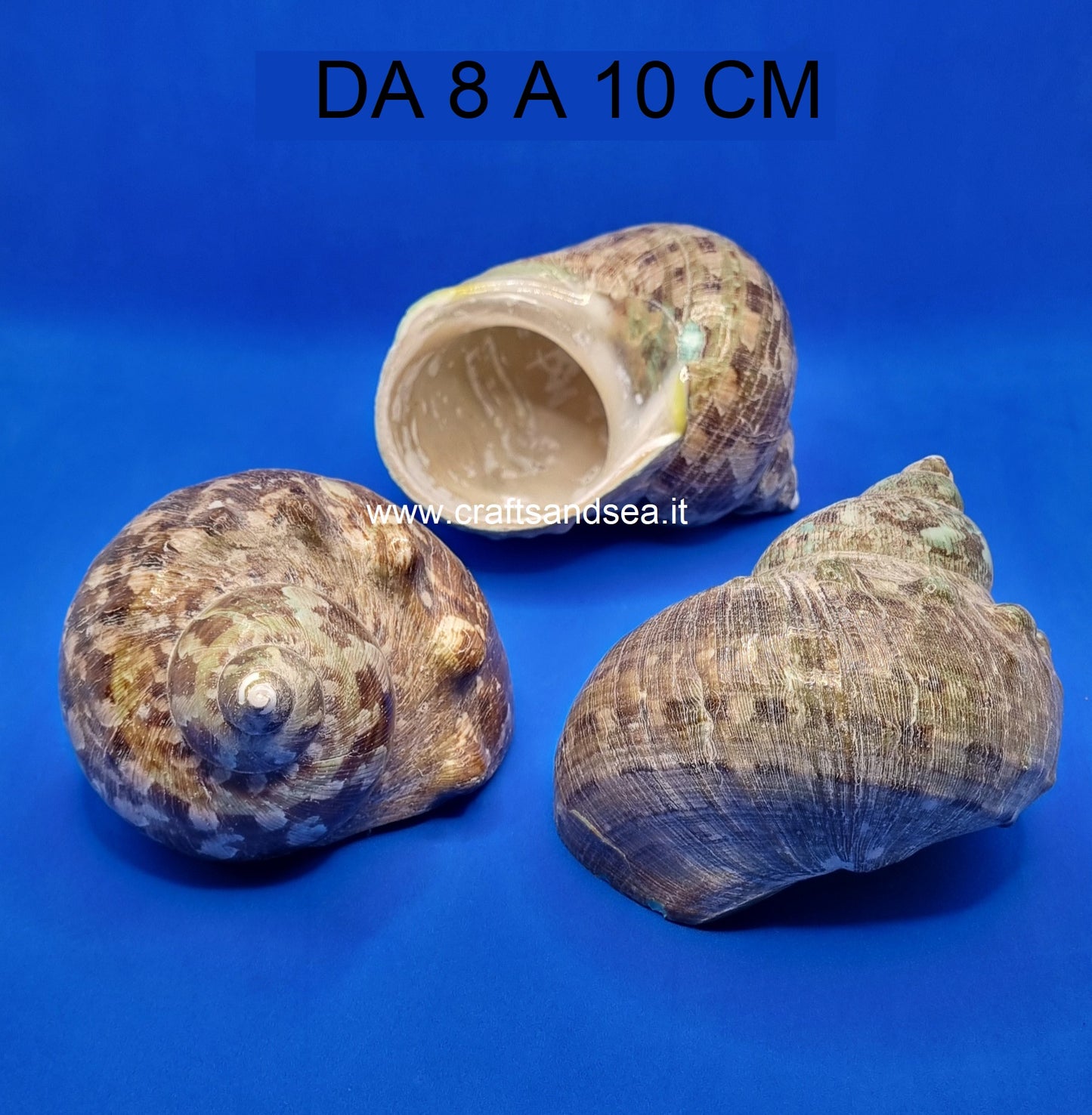 CONCHIGLIA VERA NATURALE TURBO BURGOS MARRONE 8-10 CM
