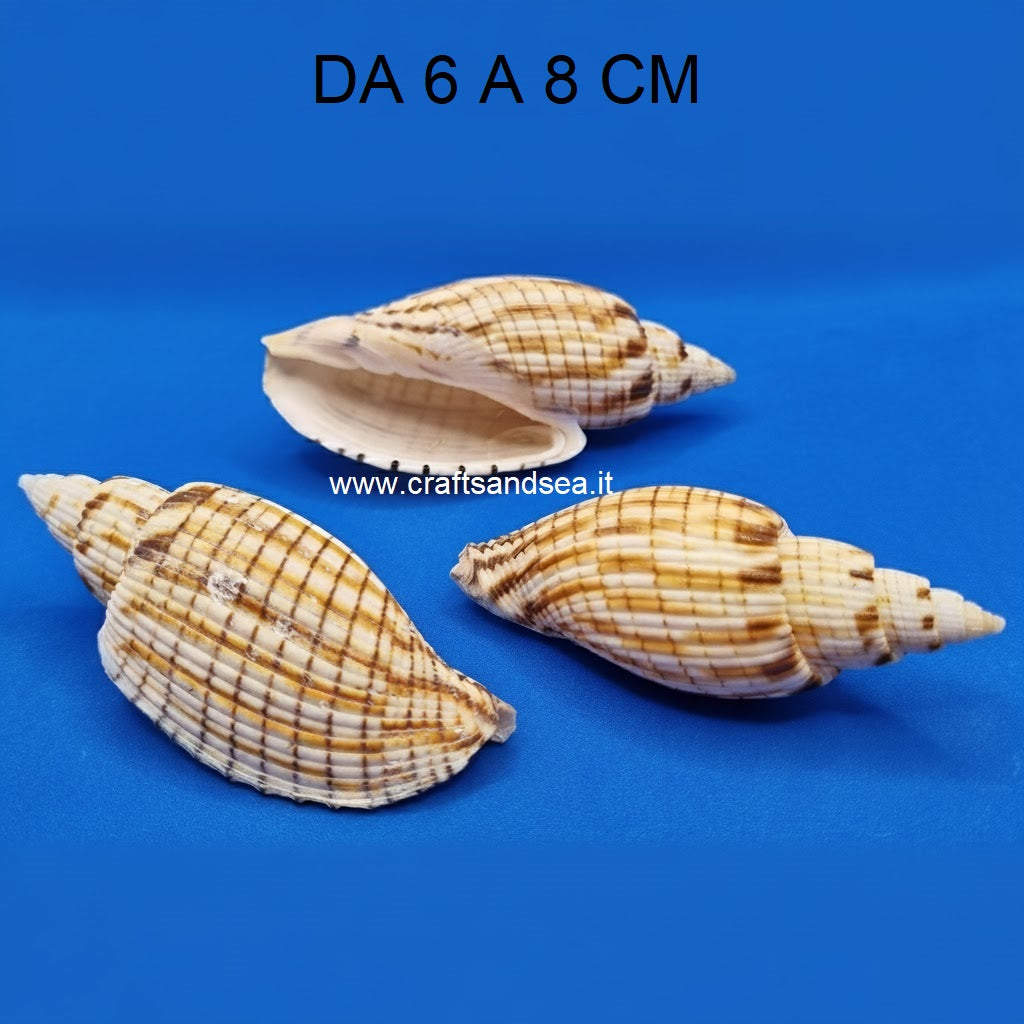 CONCHIGLIA VERA NATURALE VOLUTA KURODAI 6-8 CM