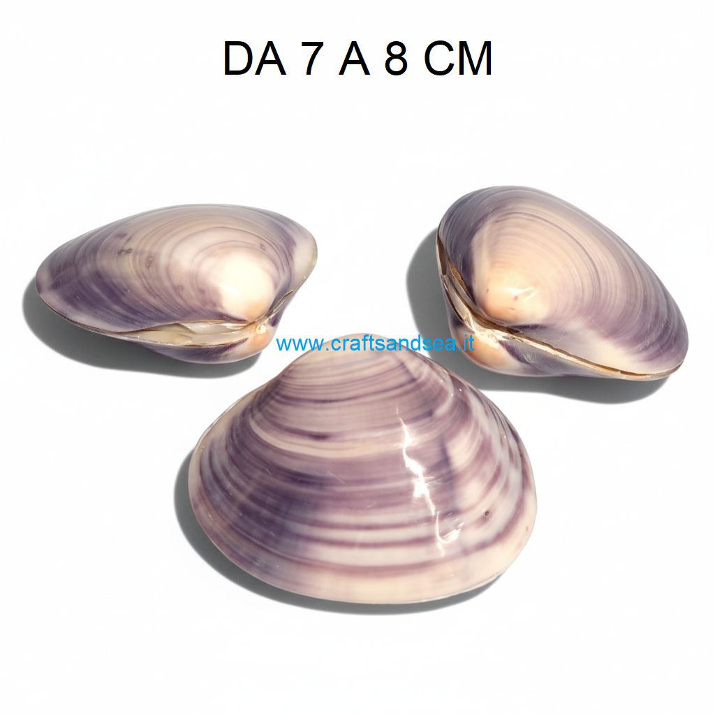 CONCHIGLIA VERA NATURALE BATISSA VIOLACEA 7-8 CM