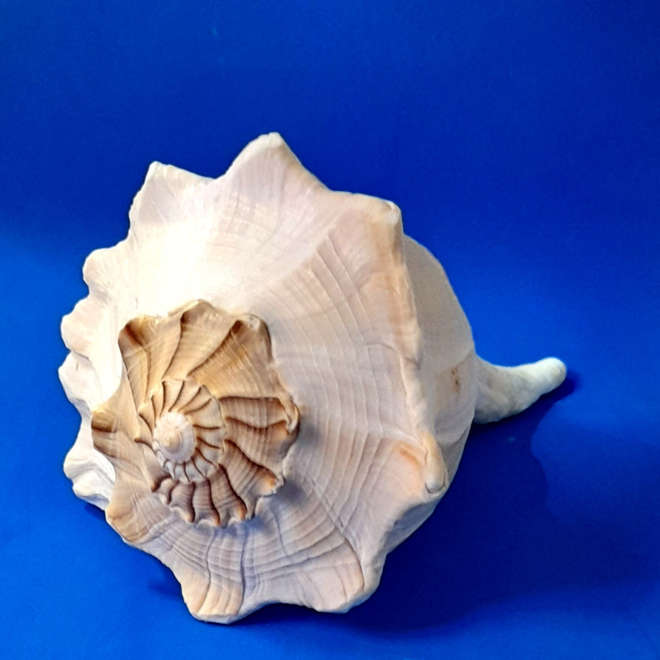 CONCHIGLIA VERA NATURALE BUSYCON CONTRARIUM 20-23CM