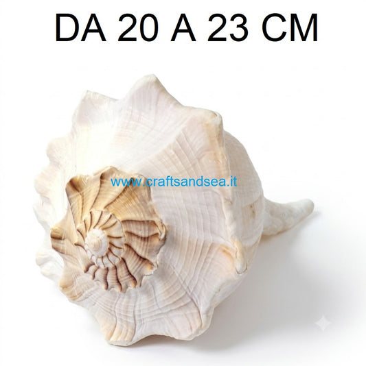 CONCHIGLIA VERA NATURALE BUSYCON CONTRARIUM 20-23CM