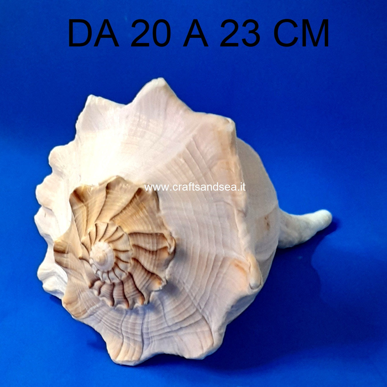 CONCHIGLIA VERA NATURALE BUSYCON CONTRARIUM 20-23CM