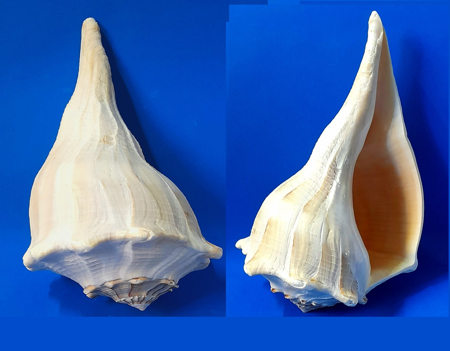 CONCHIGLIA VERA NATURALE BUSYCON CONTRARIUM 20-23CM