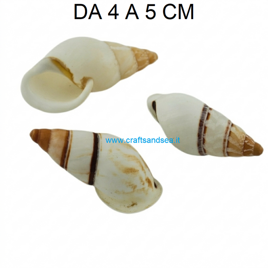 CONCHIGLIA VERA NATURALE CHRYSALLIS VIRGATA TERRESTRE 4-5 CM