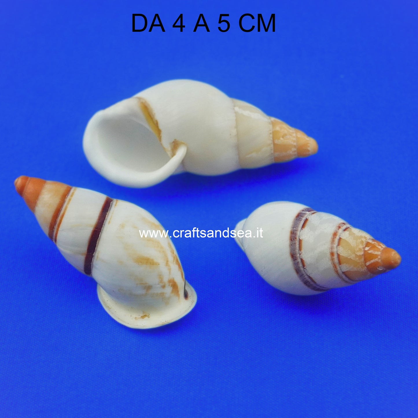 CONCHIGLIA VERA NATURALE CHRYSALLIS VIRGATA TERRESTRE 4-5 CM