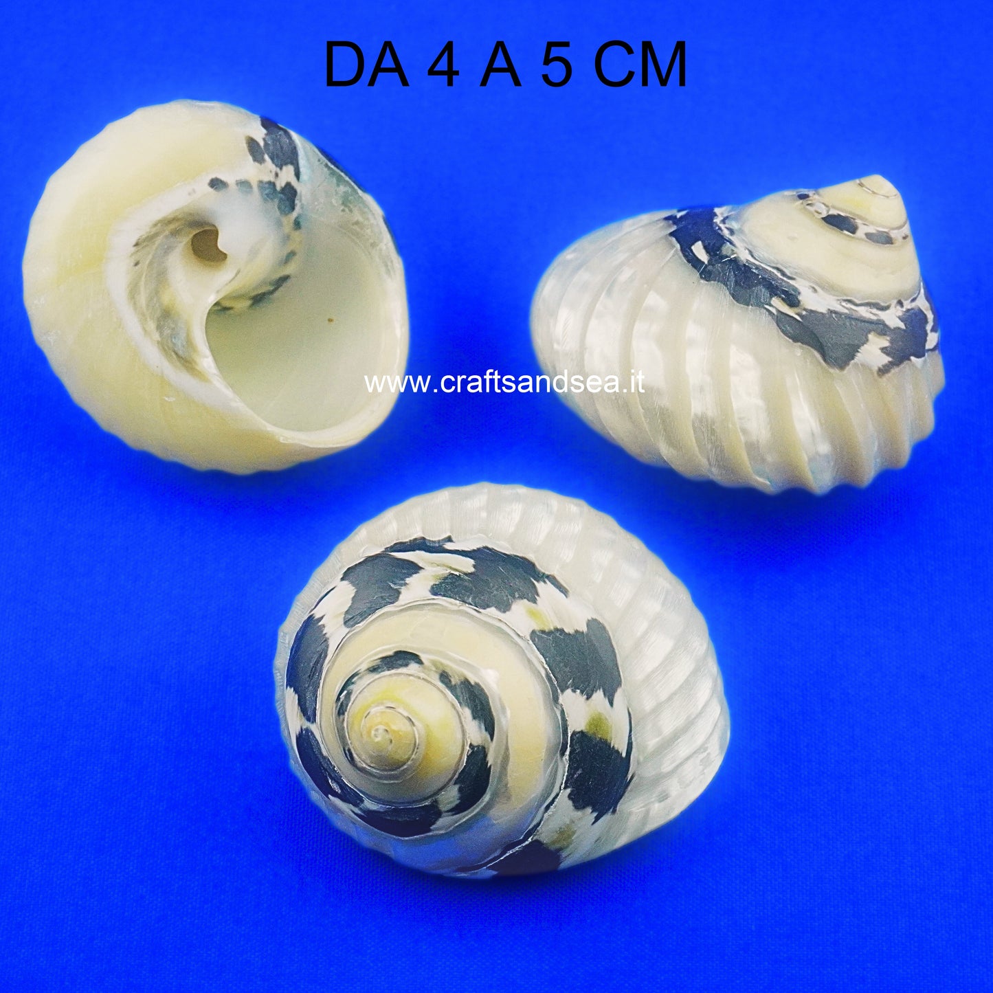 CONCHIGLIA VERA NATURALE CITTARIUM PICA BANDED 4-5 CM