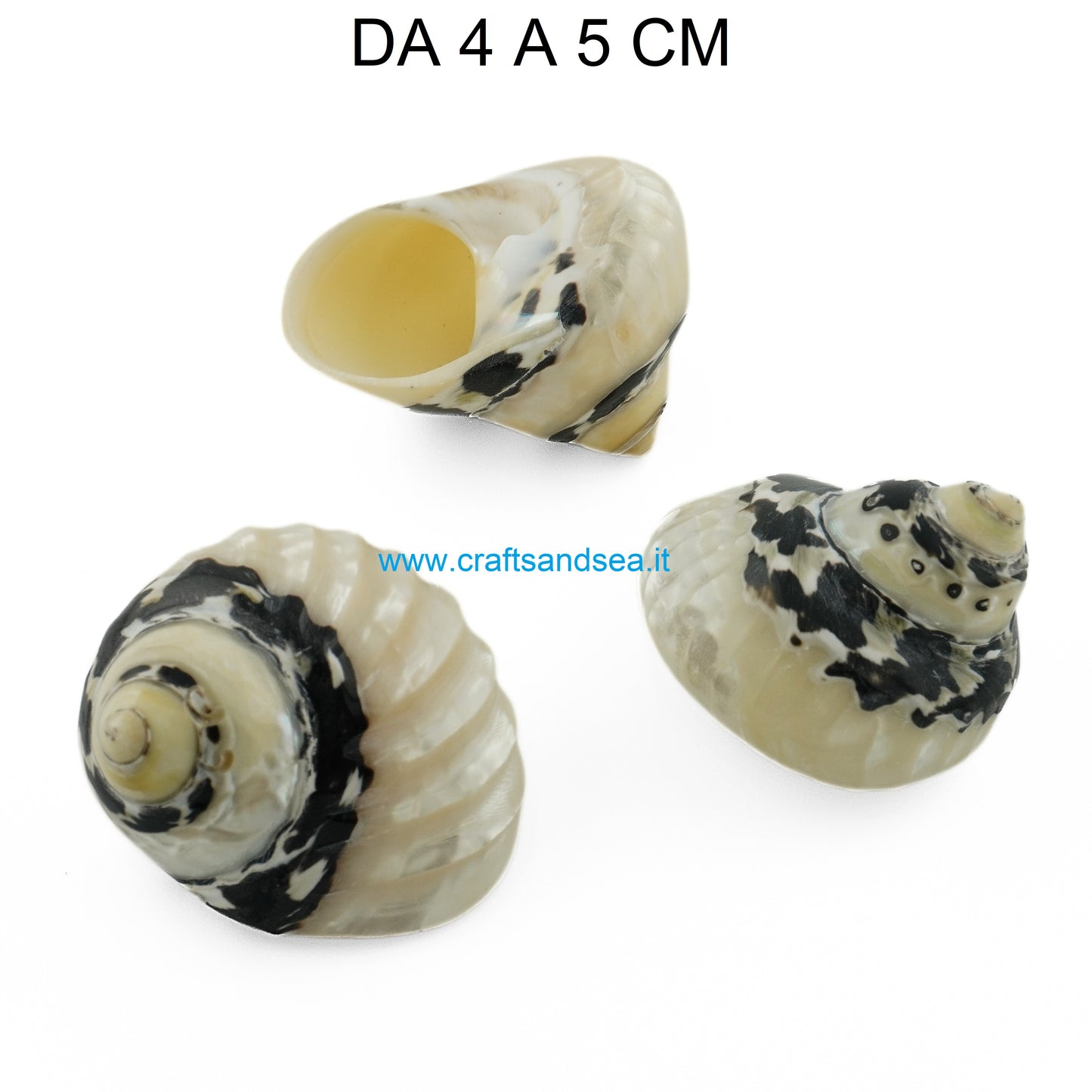 CONCHIGLIA VERA NATURALE CITTARIUM PICA BANDED 4-5 CM