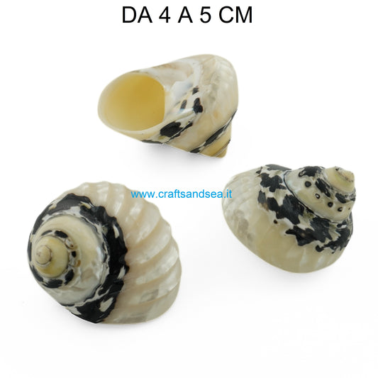 CONCHIGLIA VERA NATURALE CITTARIUM PICA BANDED 4-5 CM
