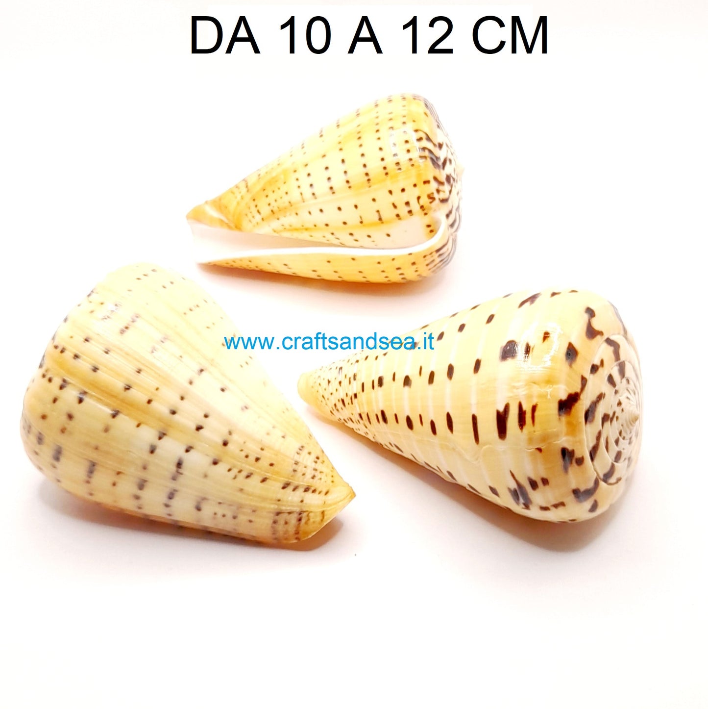 CONCHIGLIA VERA NATURALE CONUS BETULINUS 10-12 CM