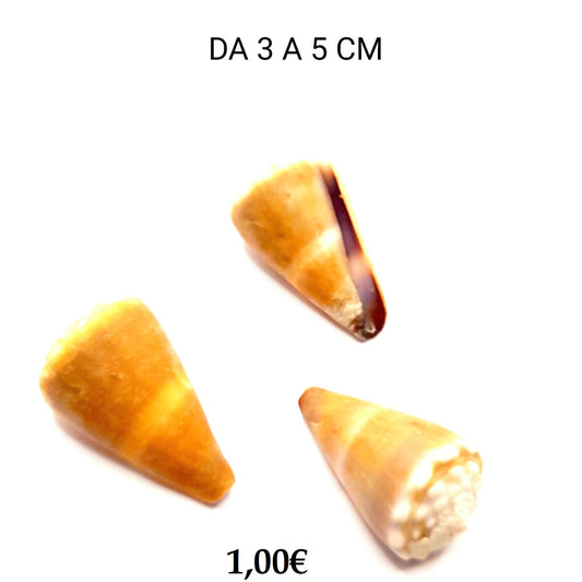 CONCHIGLIA VERA NATURALE CONUS MIX 3-5 CM