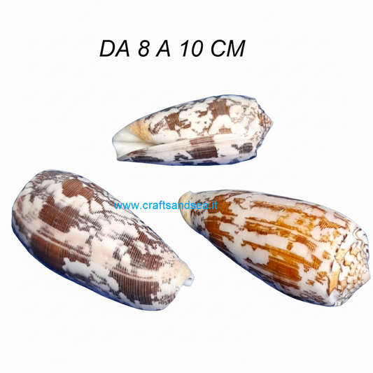 CONCHIGLI VERA NATURALE CONUS STRIATUS 8-10 CM