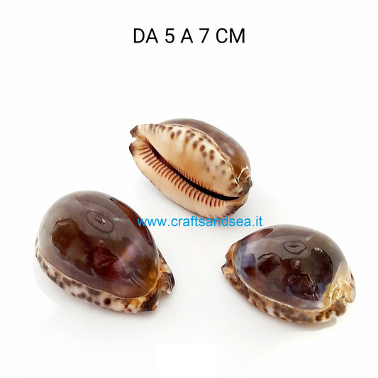 CONCHIGLIA VERA MADREPERLATA CYPRAEA LEVIGATA 5-7 CM