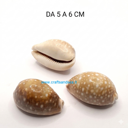 CONCHLIA VERA NATURALE CYPRAEA LYNCINA VITELLUS 5-6 CM