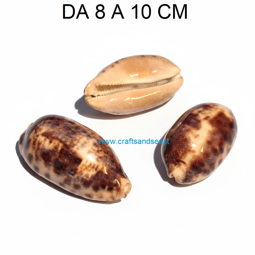 CONCHIGLIA VERA NATURALE CYPRAEA MAURITIANA 8-10 CM