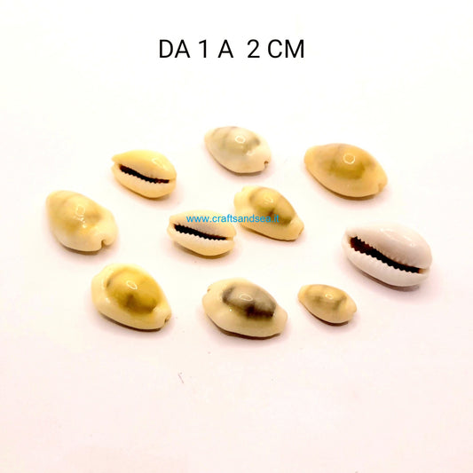 CONCHIGLIA VERA NATURALE CYPRAEA MONETARIA ANNULUS 1-2 CM