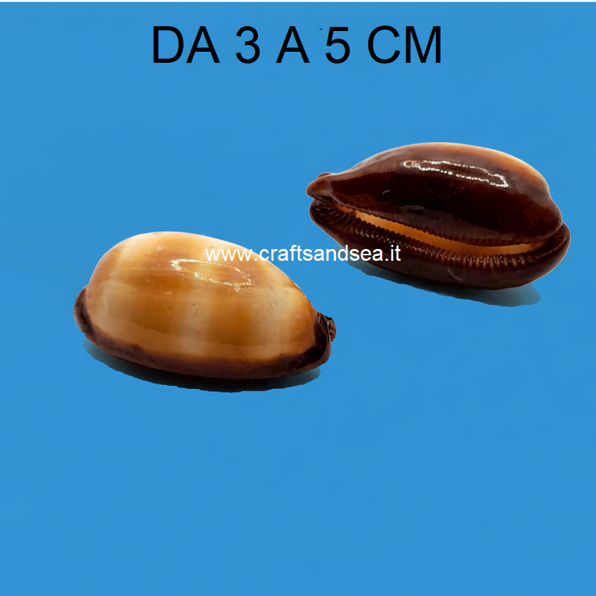CONCHIGLIA VERA NATURALE CYPRAEA TALPA  3-5 CM
