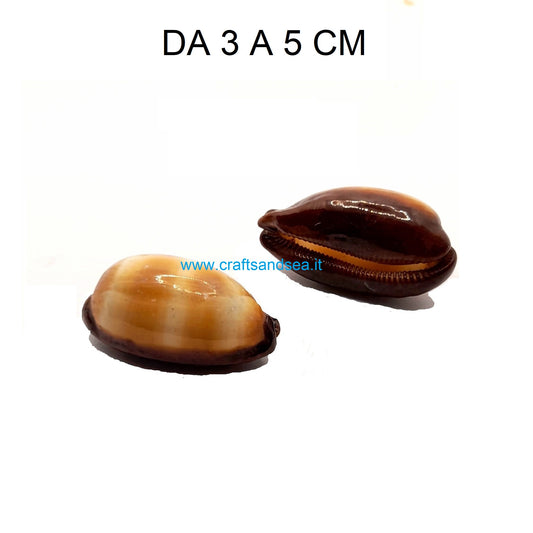 CONCHIGLIA VERA NATURALE CYPRAEA TALPA  3-5 CM