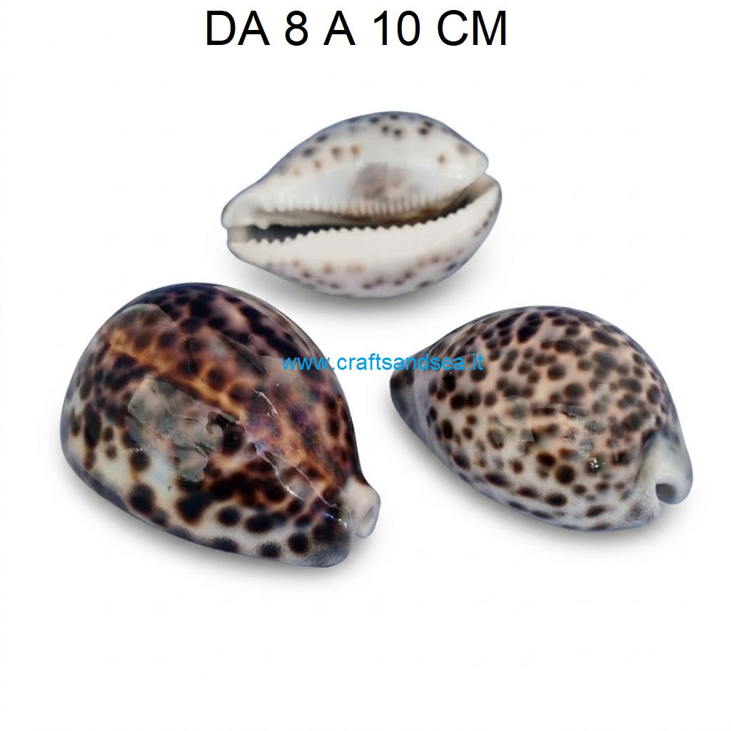 CONCHIGLIA VERA NATURALE CYPRAEA TIGRIS 8-10 CM