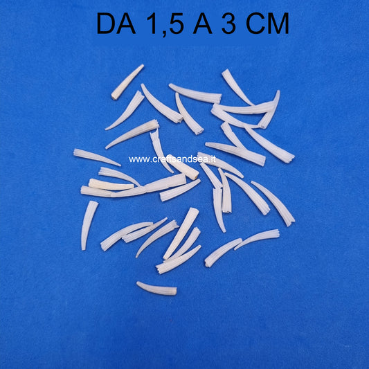 CONCHIGLIA VERA NATURALE DENTALIUM ANTALIS VULGARIS 1,5-3 CM (sacchetti da 12 pz)