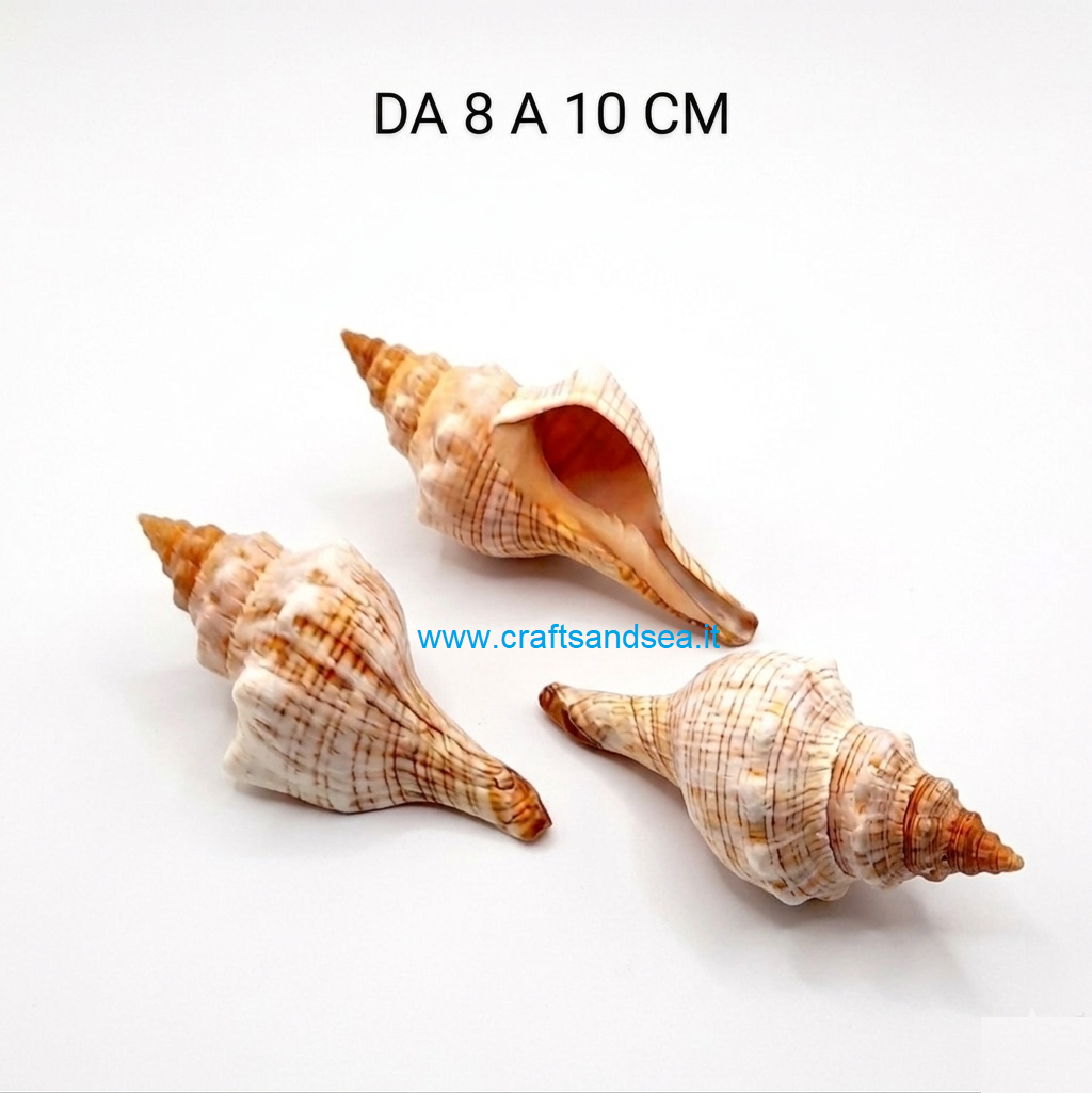 CONCHIGLIA VERA NATURALE FASCIOLARA PLEUROPLOCA TRAPEZIUM 8-10 CM