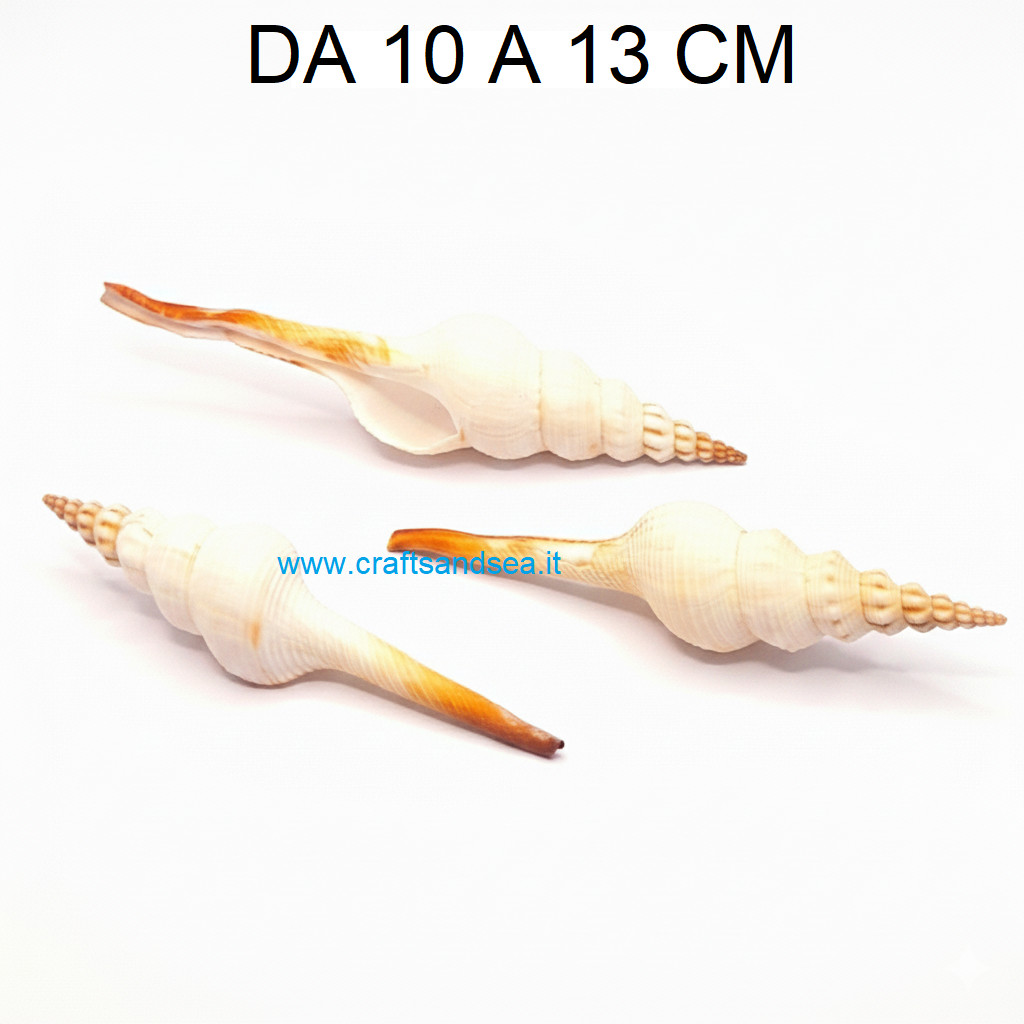 CONCHIGLIA VERA NATURALE FUSINUS COLUS 10-13 CM