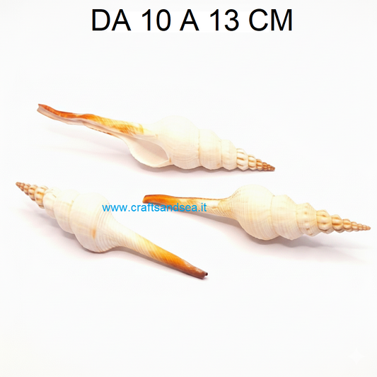CONCHIGLIA VERA NATURALE FUSINUS COLUS 10-13 CM